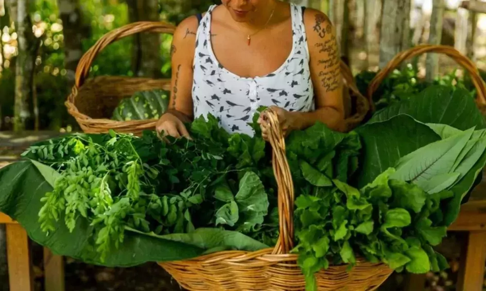 Trancoso promove a quarta edição do Organic Festival